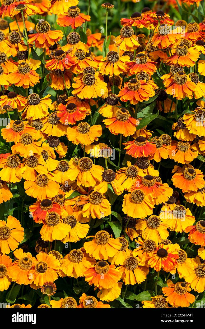 Helenium 'Sahin's Early flowerer' und orange aufrechte Sommerherbstblume allgemein bekannt als Niesen, da die getrockneten Blätter für die Herstellung von snuf verwendet werden können Stockfoto