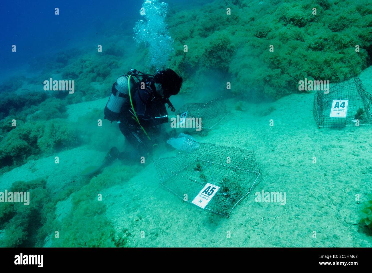 Wissenschaftler Einrichtung Makroalgen Experiment Käfige, um die Wirkung von invasiven Rabbitfish Siganidae in türkischen Mittelmeer Marine Protected Ar Stockfoto