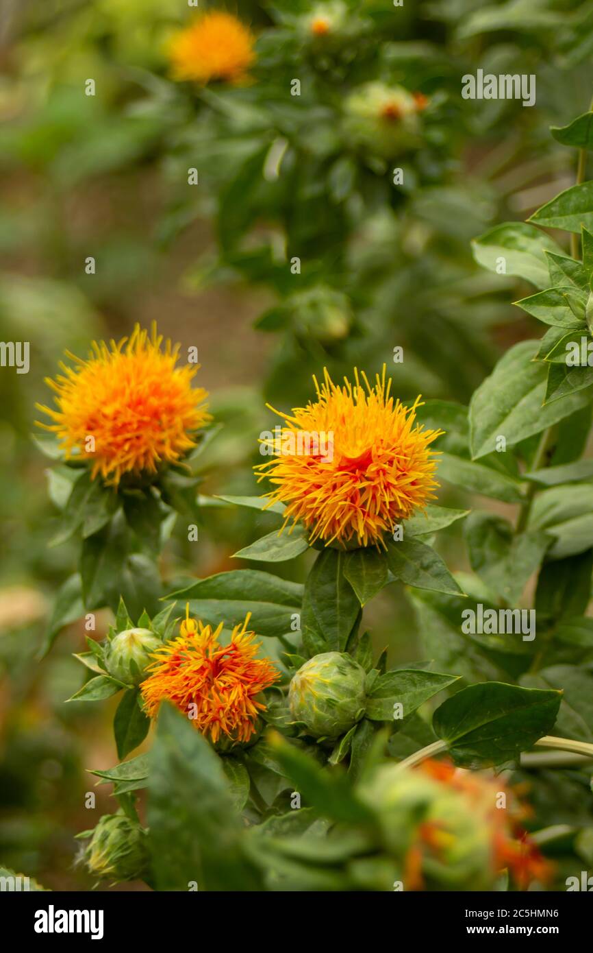 Der junge Safran blühte gerade seine Blumen Stockfoto