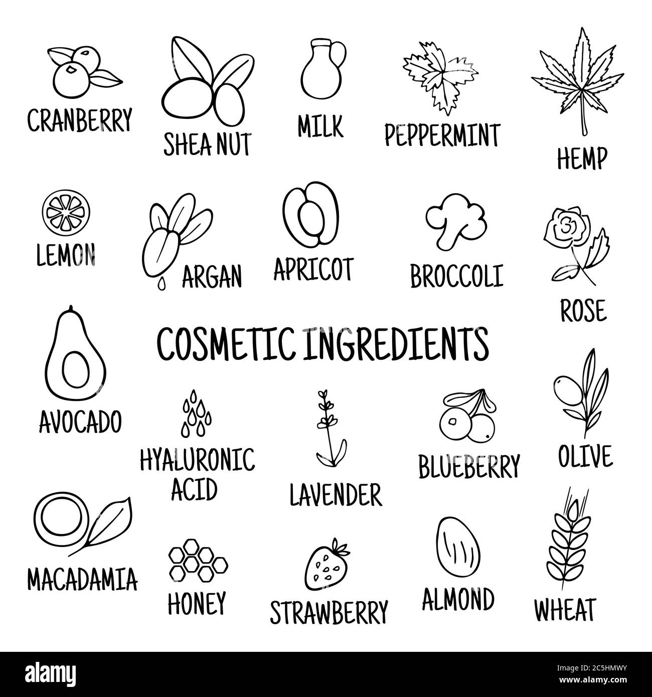 Handgezeichnete Pflanzen Blumen Kräuter Obst Gemüse, Öle. Set mit kosmetischen Zutaten. Vektorsammlung von Symbolen Stock Vektor