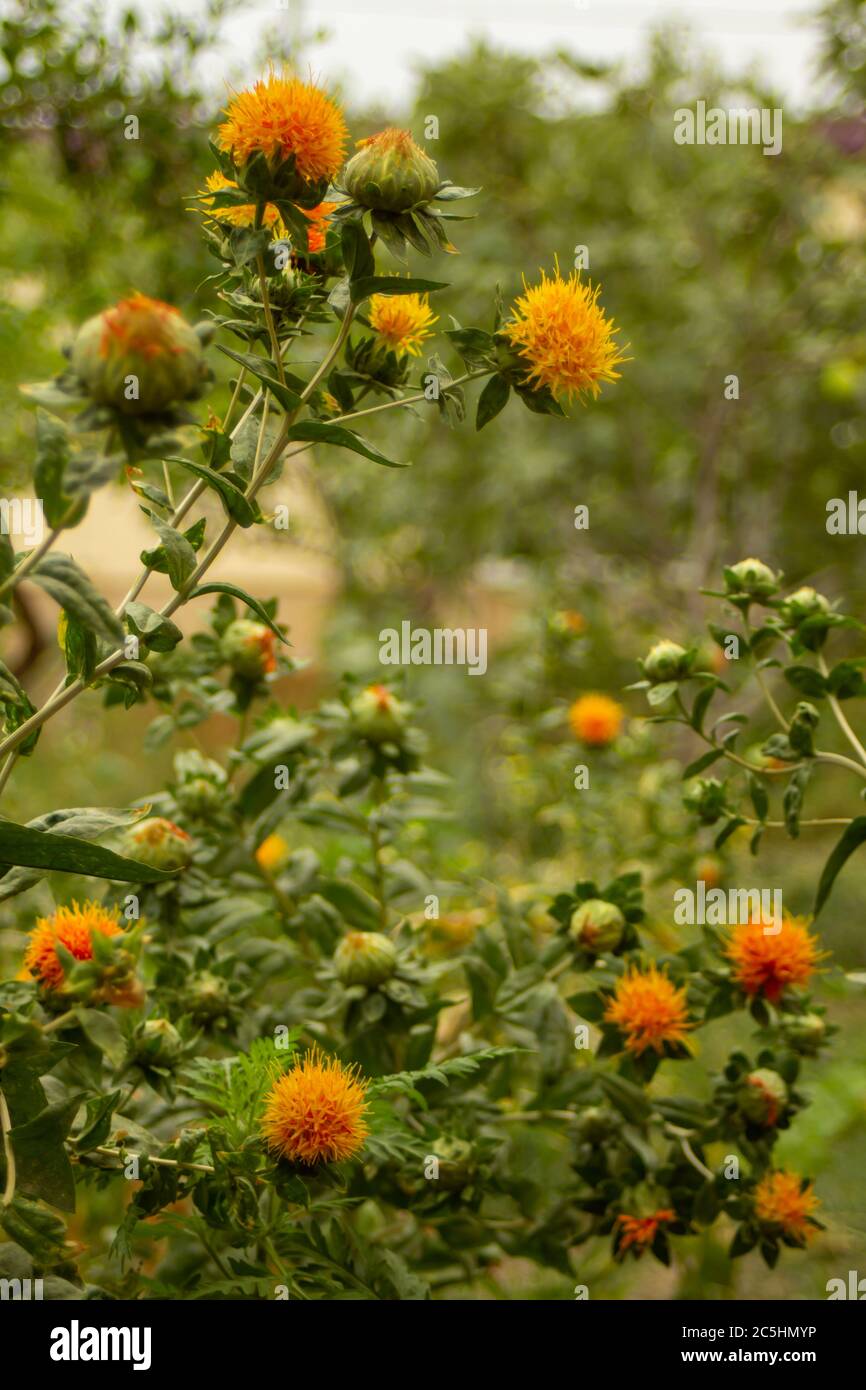 Der junge Safran blühte gerade seine Blumen Stockfoto