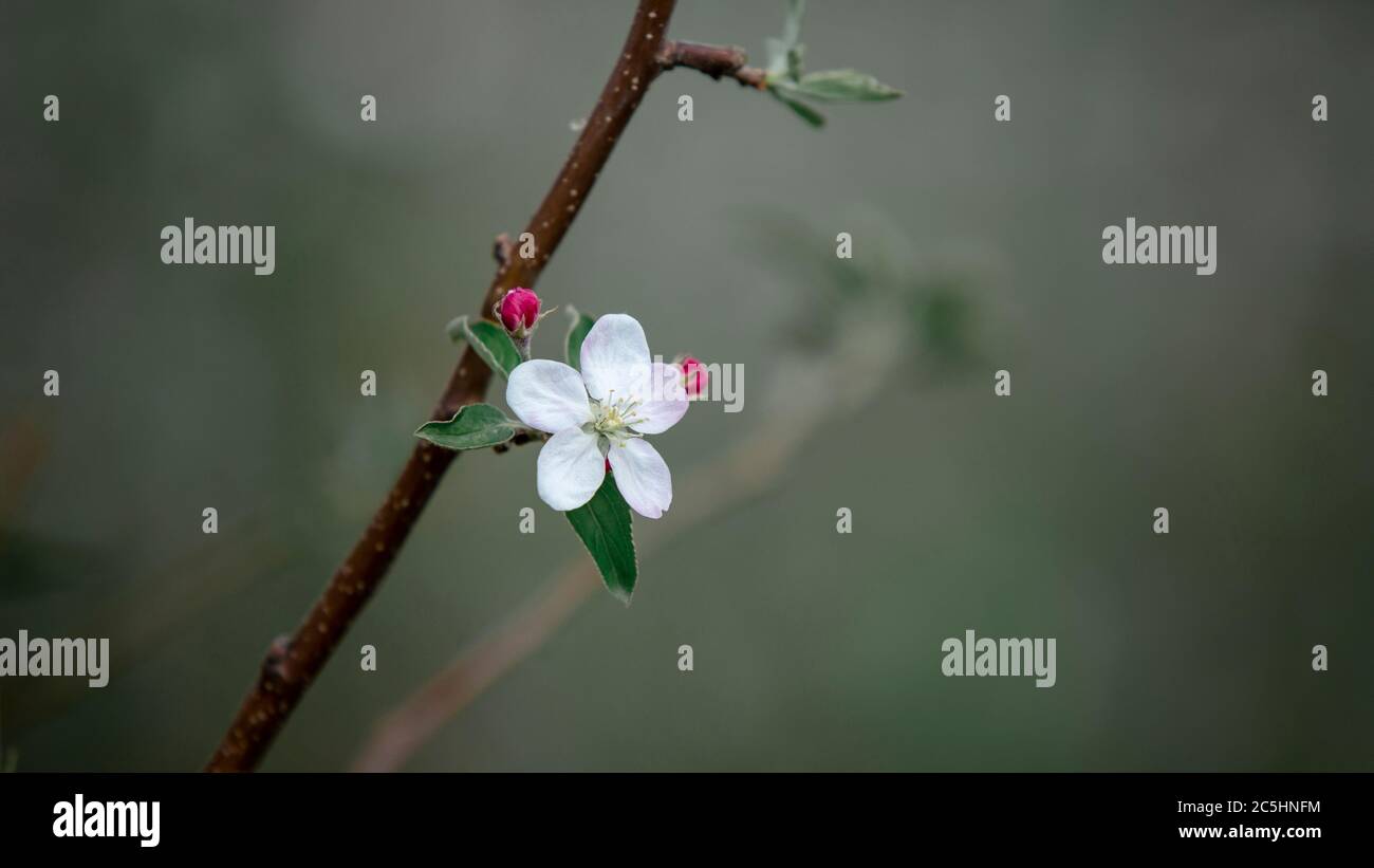 Frühlingsblüte und neues Leben in der Natur. Eine weiße Blume auf Apfelbaum, auf verschwommenem grünem Hintergrund Stockfoto