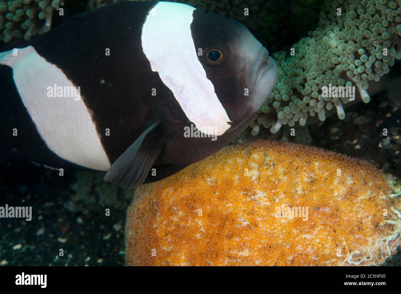 Saddleback Anemonefish, Amphiprion polymnus, schützende Eierkupplung durch Anemone, Hairball Tauchplatz, Lembeh Straits, Sulawesi, Indonesien Stockfoto