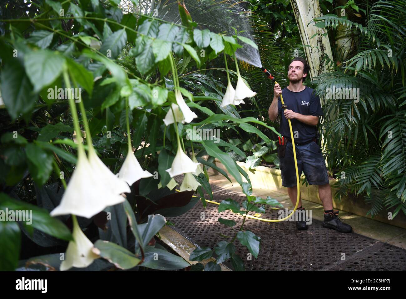 Der Gartenbauwissenschaftler will Spolestra bewässert Pflanzen im Palm House der Royal Botanic Gardens in Kew, London, während sie sich darauf vorbereiten, ihre Gewächshäuser für die Öffentlichkeit wieder zu öffnen, wenn die Aufhebung weiterer Sperrungen in England am Samstag in Kraft tritt. Stockfoto