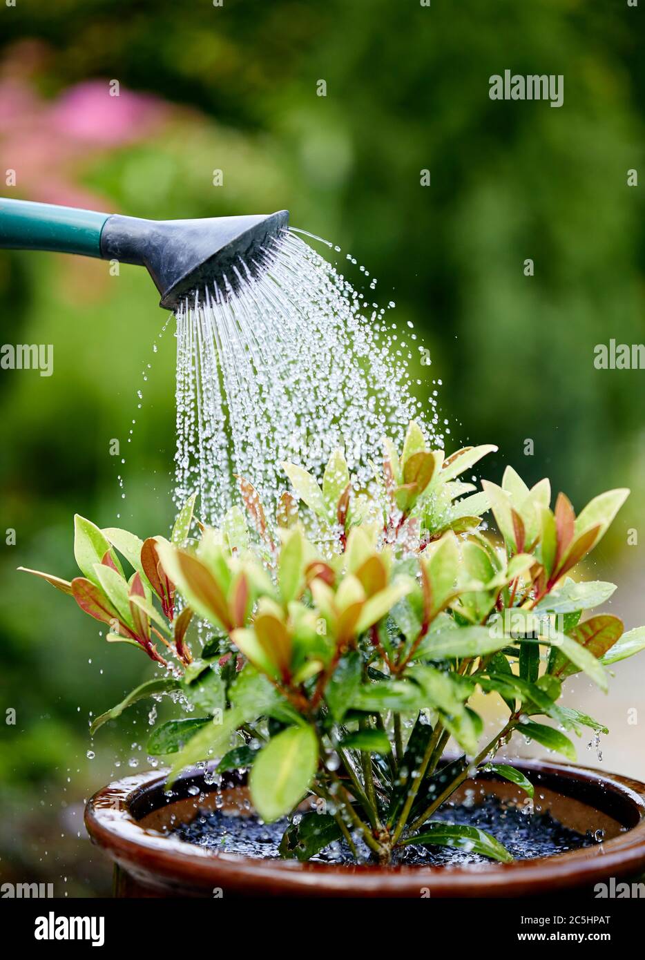 Frau, die Skimmia-Pflanze im Garten wässert Stockfoto
