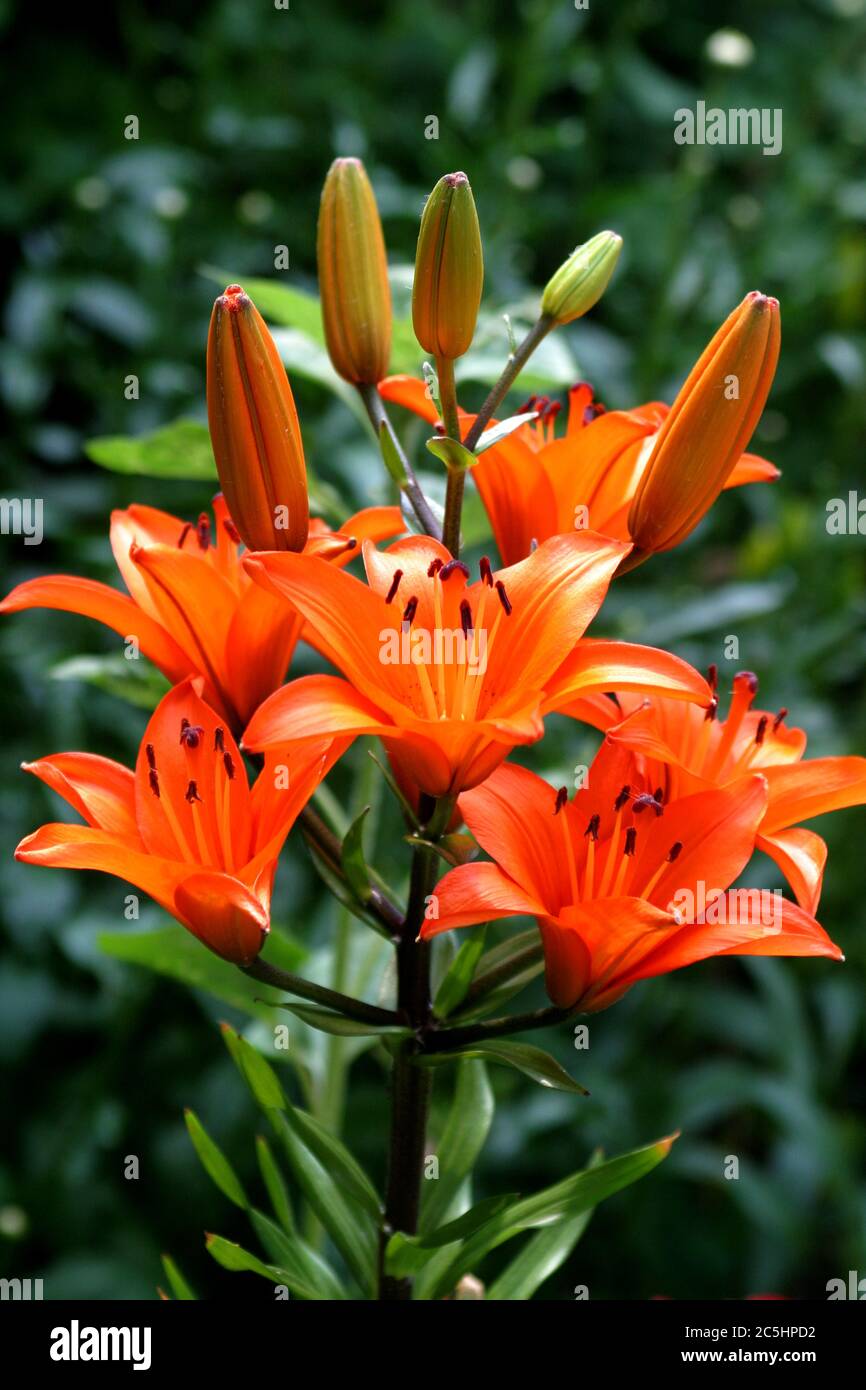 Eine Orangen Lilie auch bekannt als Feuerlilie, Rote Lilie und Tigerlilie Stockfoto