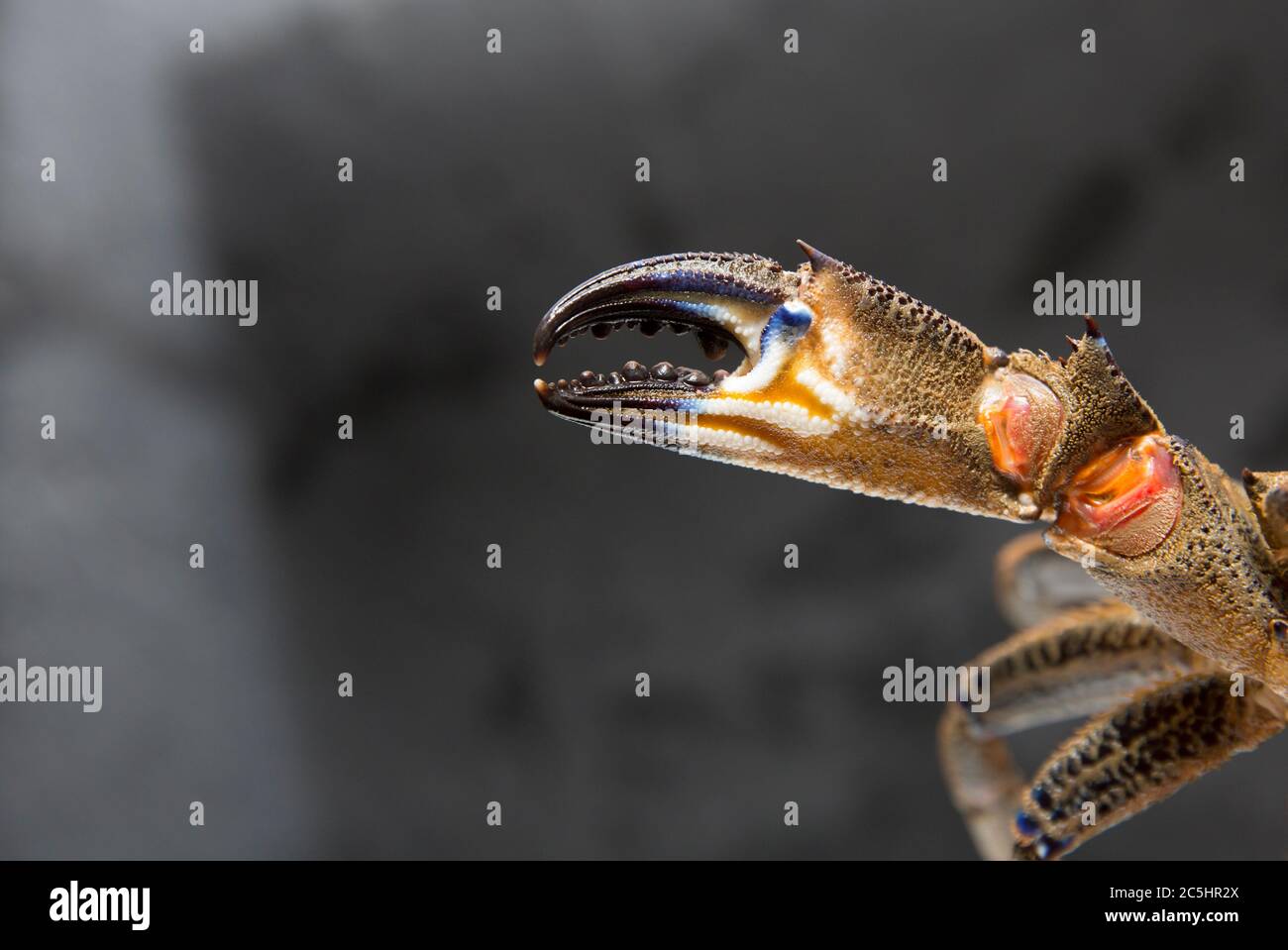 Eine Nahaufnahme der Kralle einer samtigen schwimmenden Krabbe, Necora puber. Obwohl sie im Vereinigten Königreich nicht weit verbreitet sind, werden die Krebse aus dem Vereinigten Königreich exportiert Stockfoto