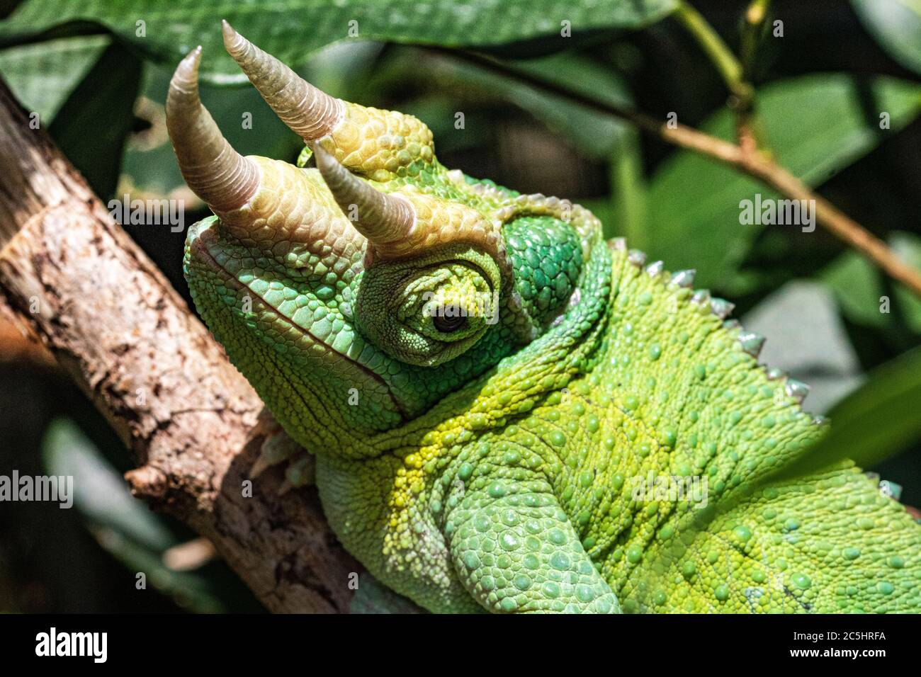 Nahaufnahme Portrait Detail eines männlichen Jackson Chamäleons (Trioceros jacksonii) zeigt seine Hörner und Hautstruktur. #2 Stockfoto