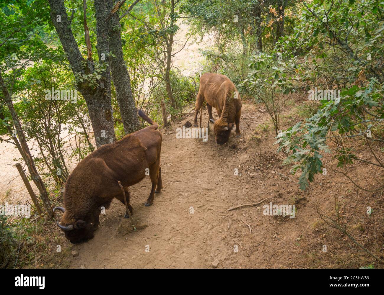 Zwei Bisons. Naturschutzgebiet Europäische Bisons. san Cebrian de Muda, Provinz Palencia, Castilla Leon, Spanien. Stockfoto