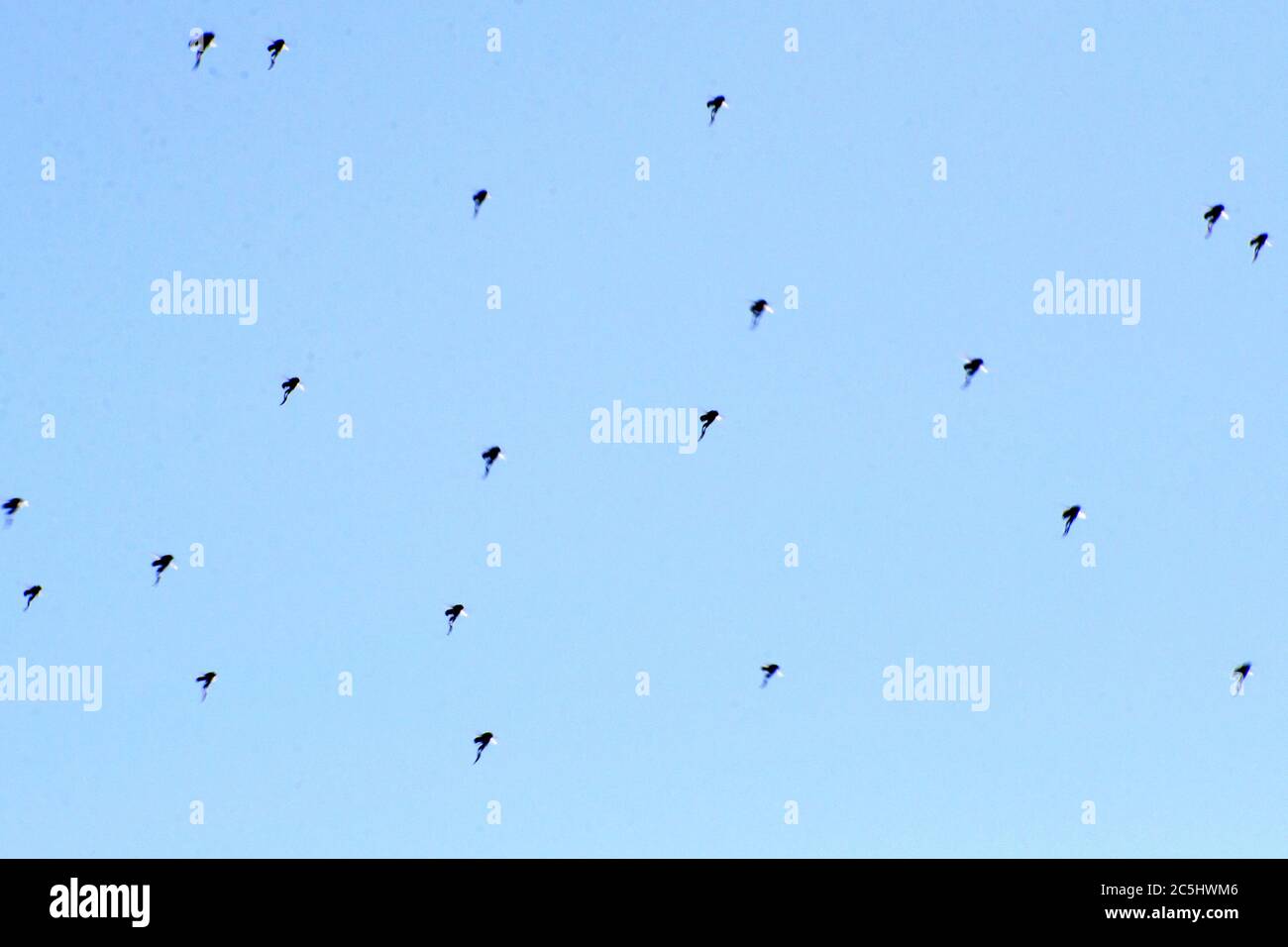Gruppe von Mücken im Hintergrund, die in die gleiche Richtung fliegen. Blauer Hintergrund Stockfoto