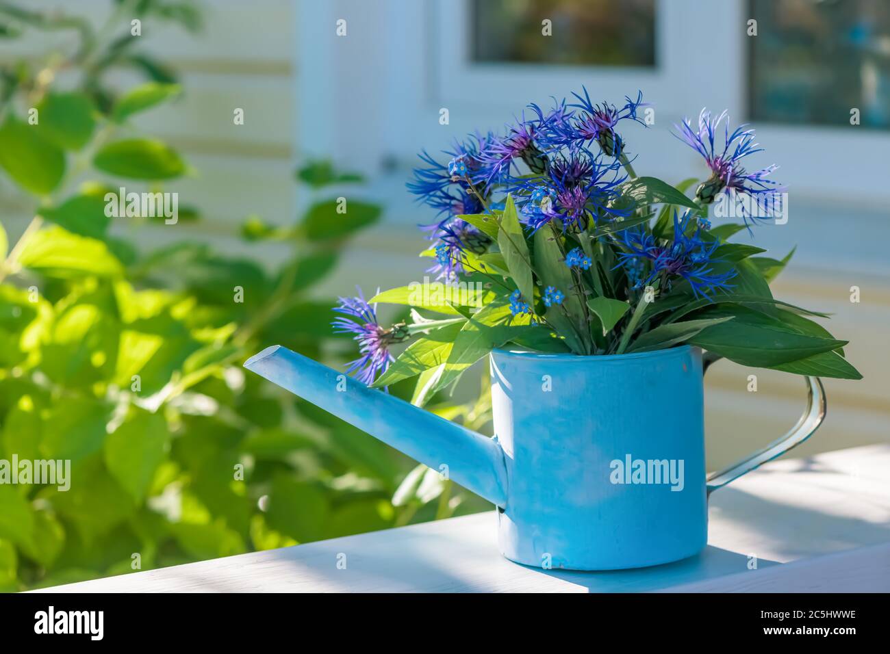 Schönes Bouquet von blauen Kornblume im Garten Bewässerung Stockfoto