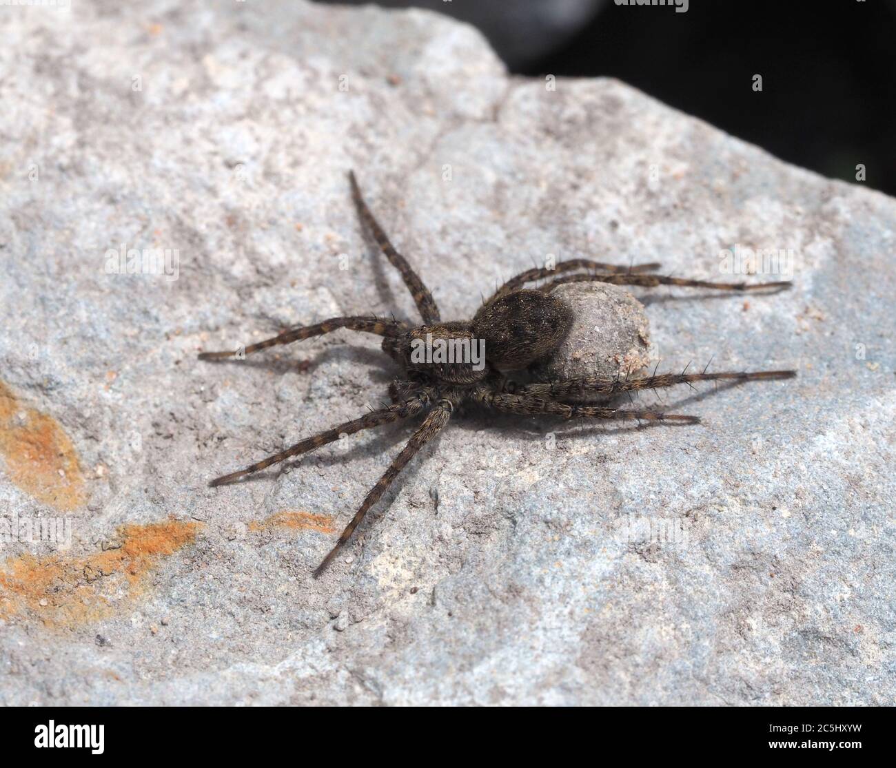 Weibliche Wolf Spinne trägt ihren Eiersack hinter sich. Fotografiert auf einem sonnigen Stein bei einem Gartenteich. Stockfoto