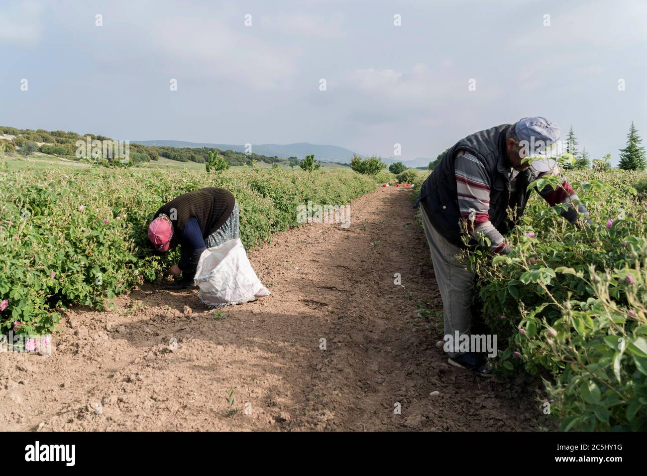 Saisonale landwirtschaftliche Feldarbeiter pflücken essbare Rosen in der Türkei. Stockfoto