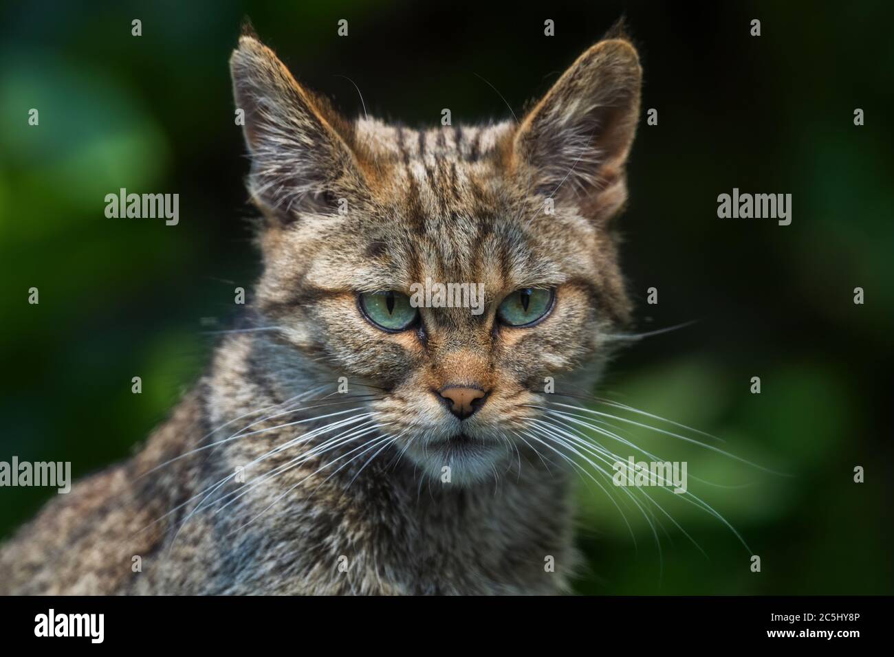 Wildkatze - Felis silvestris, schöne seltene Wildkatze aus europäischen Wäldern, Schweiz. Stockfoto