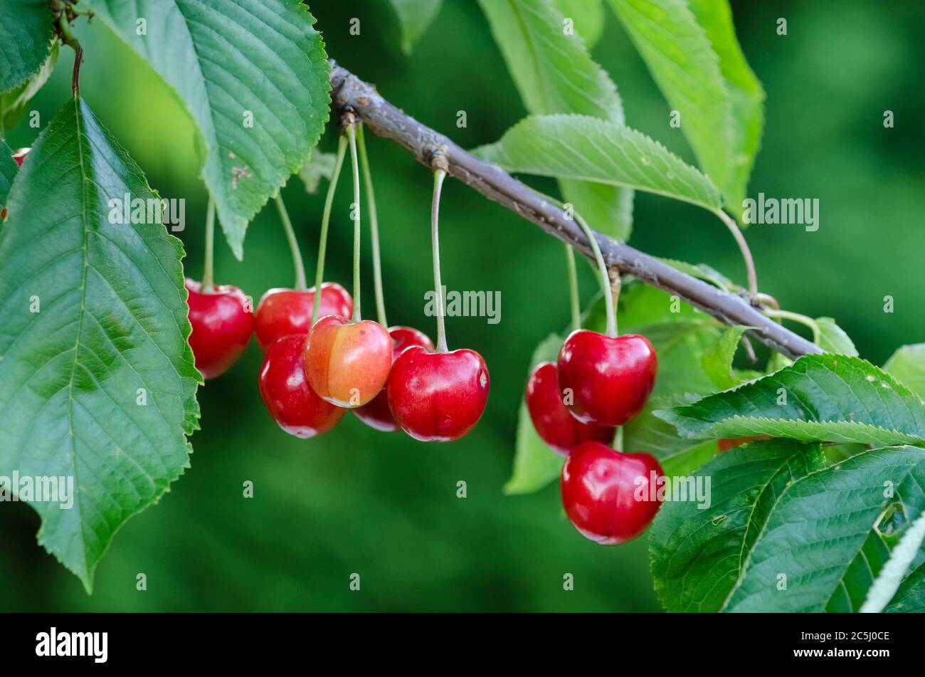 Frische, rote Kirschenfrüchte, Prunus cerasus, hängend auf einem Zweig an einem Baum im Garten, Deutschland, Westeuropa Stockfoto