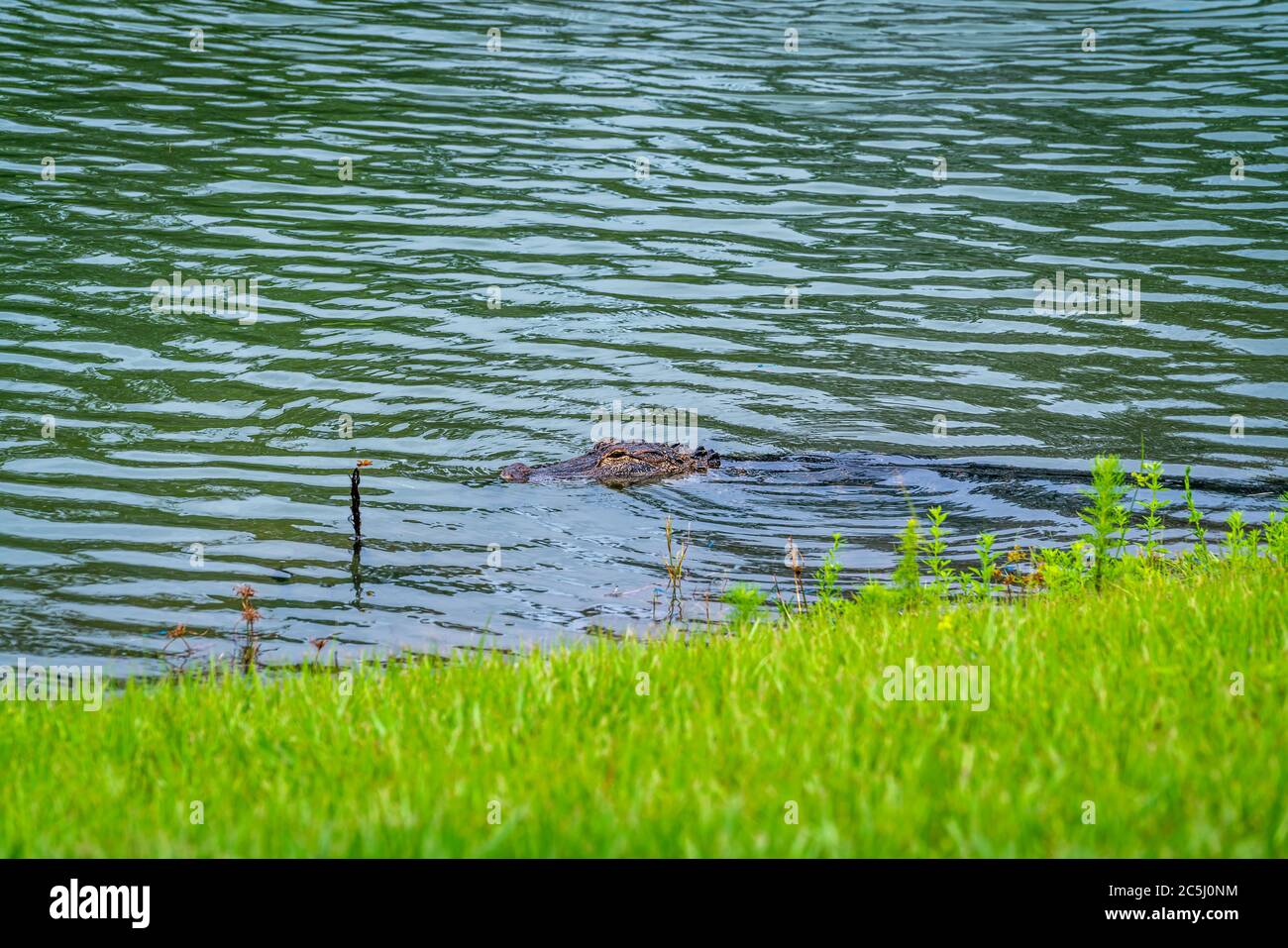 Ein gut dimensionierter Alligator in einem Teich in der Nähe einer neuen Gemeinde im West-Zentral-Florida. Stockfoto