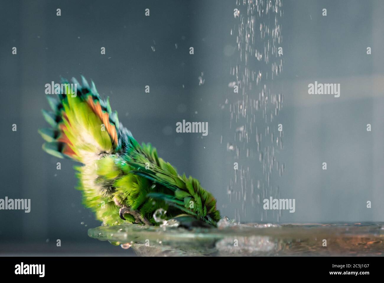 Der grün-rote Papagei badet im Wasser, der Brunnen im Haus Stockfoto