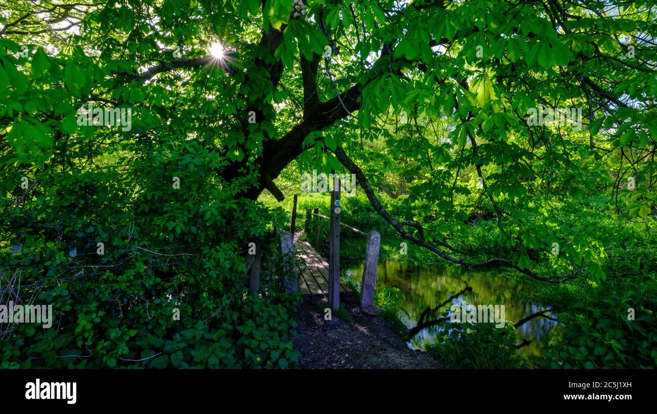 Droxford, 5. Mai 2020: Der Fußweg zum Droxfgord - über den Bach und unter dem blühenden Kastanienbaum, Hampshire, Großbritannien Stockfoto