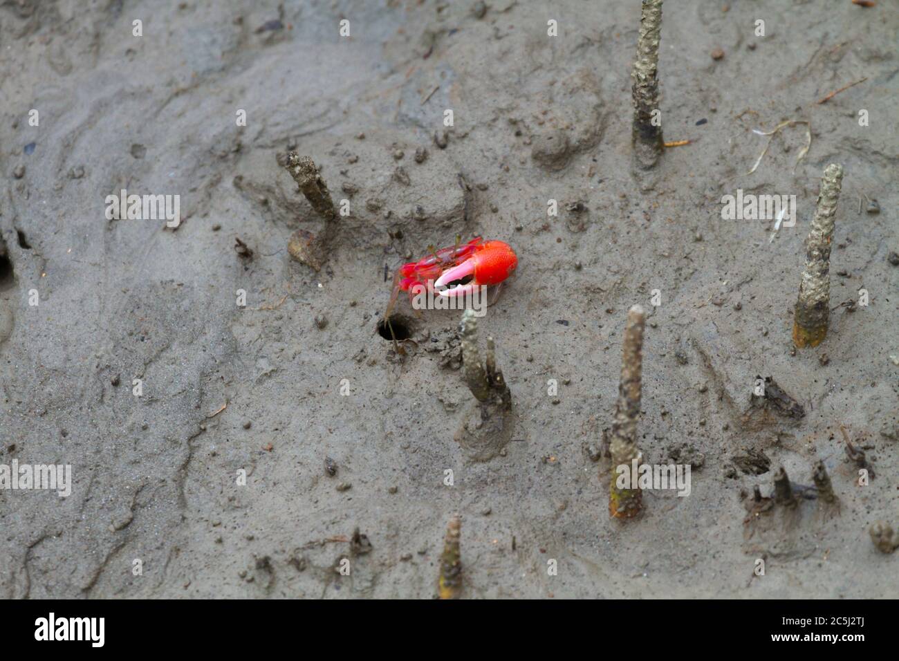 Rote Geiger Krabbe im Sundarbans National Park Mangroven West Bengal Indien Stockfoto