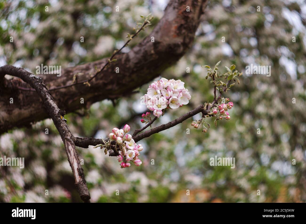 Zweig des blühenden Apfelbaumes in der bewölkten Tag, juni Sainy-Petersburg, Park, Garten, Nahaufnahme Blumen Stockfoto