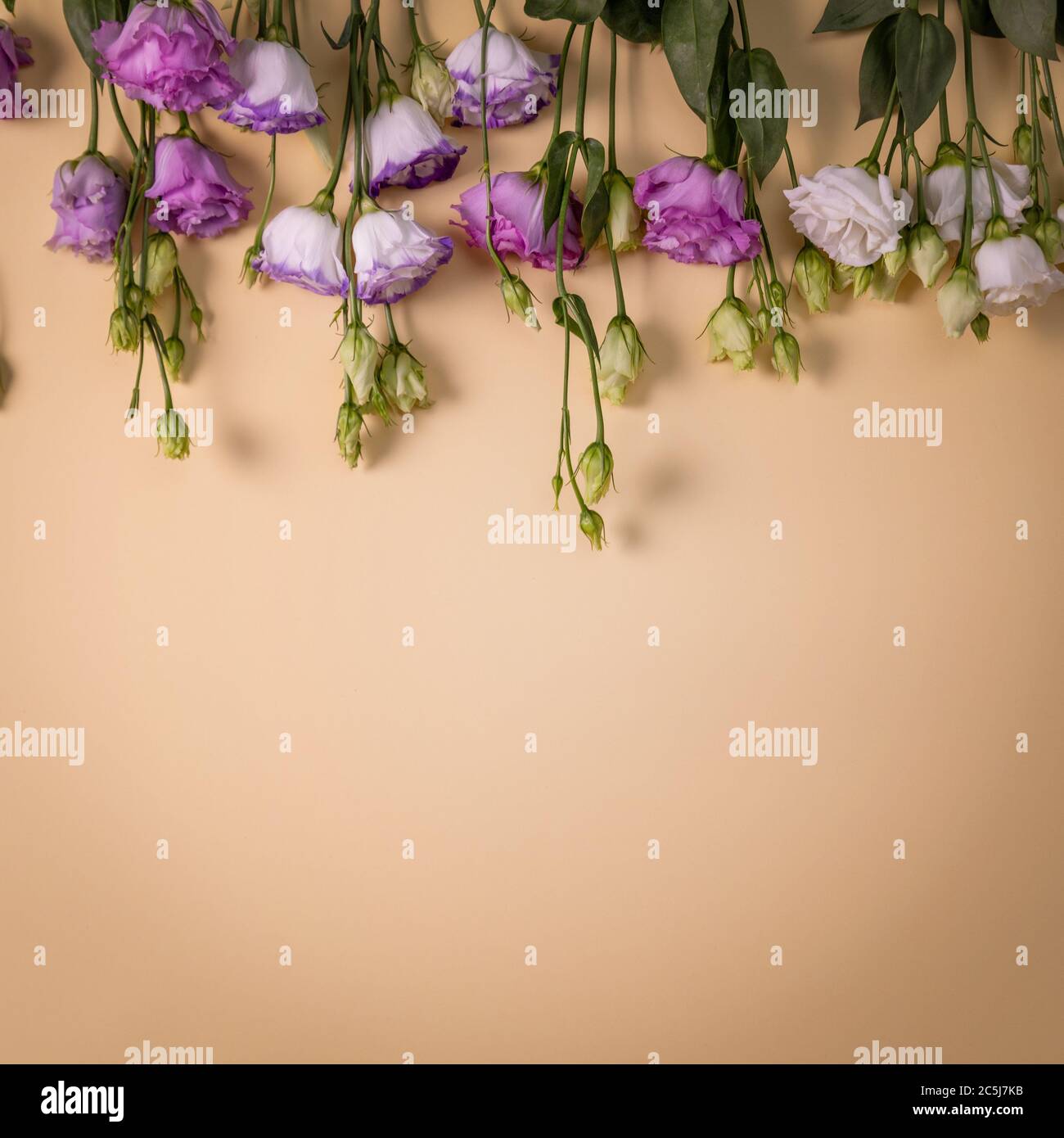 Lisianthus Blumen auf beigefarbenem pastellfarbenem Hintergrund mit Kopierraum Stockfoto