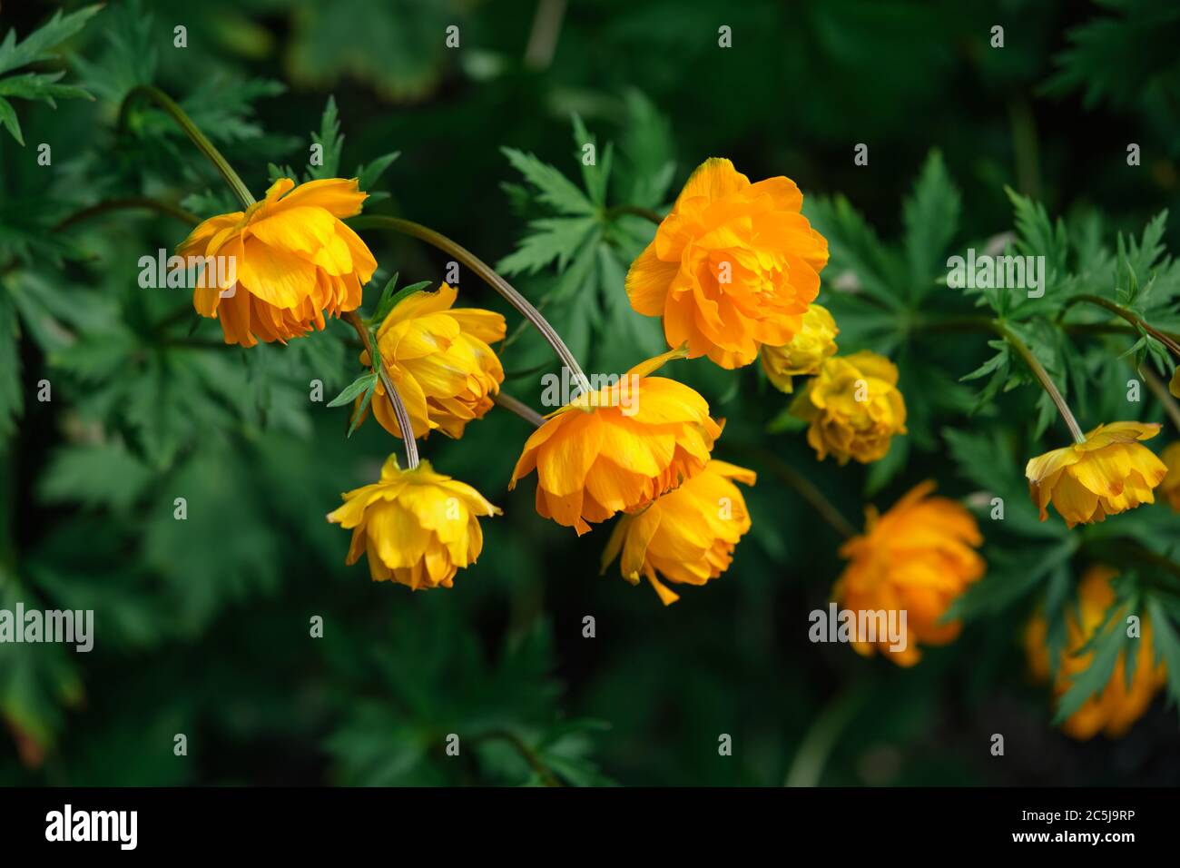 Trollius sibiricus im botanischen Garten Oslo, Norwegen Stockfoto