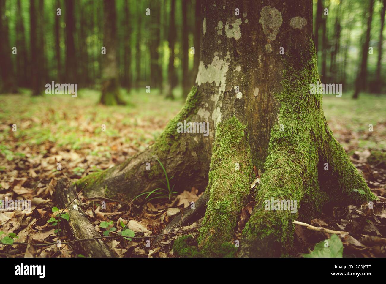 Baumstamm mit Moos im Boden Stockfoto