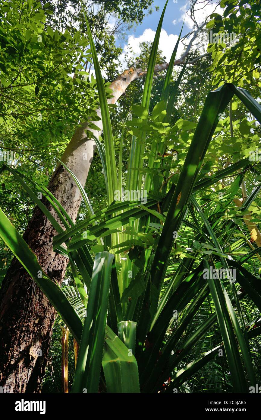 Sansibar Jozani Regenwald. Jozani-Chwaka Bay Conservation Area, Tansania, Afrika Stockfoto