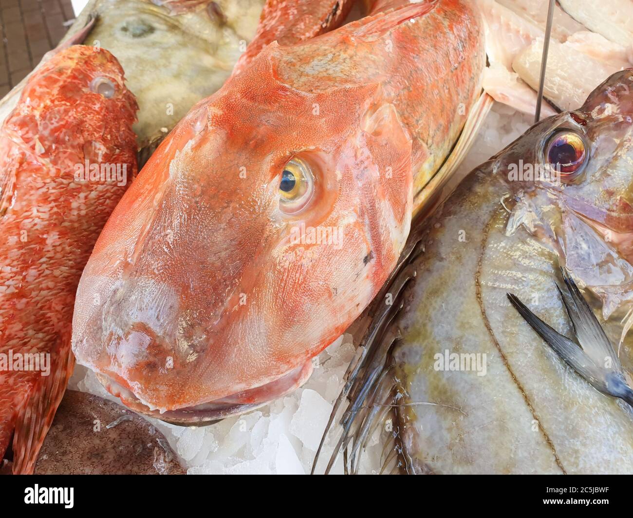 Mediterrane rote Tub Gurnard (Chelidonichthys lucerna) verkauft auf dem Markt draußen Stockfoto