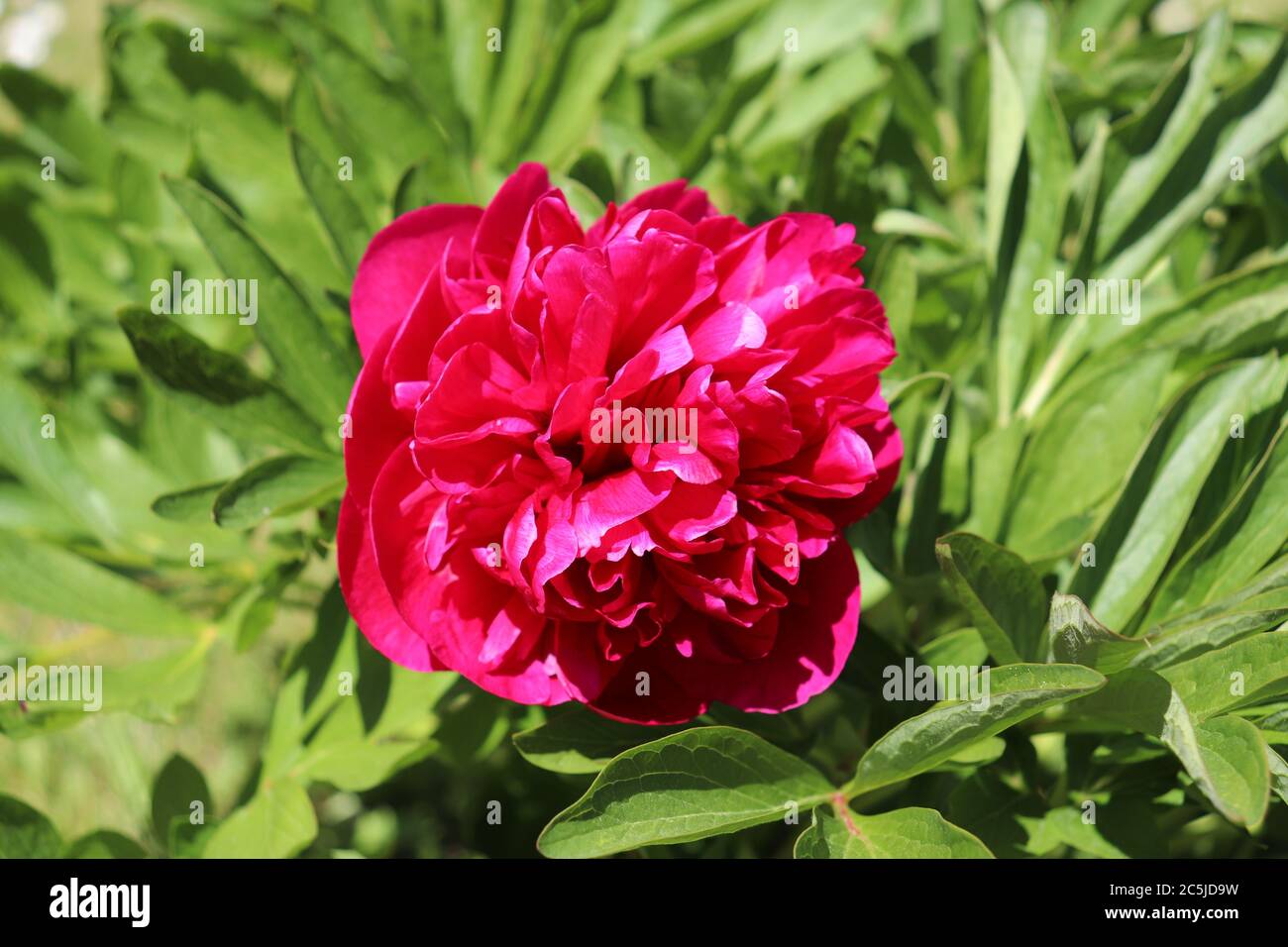 burgund Bombe blühte Pfingstrose Stockfoto