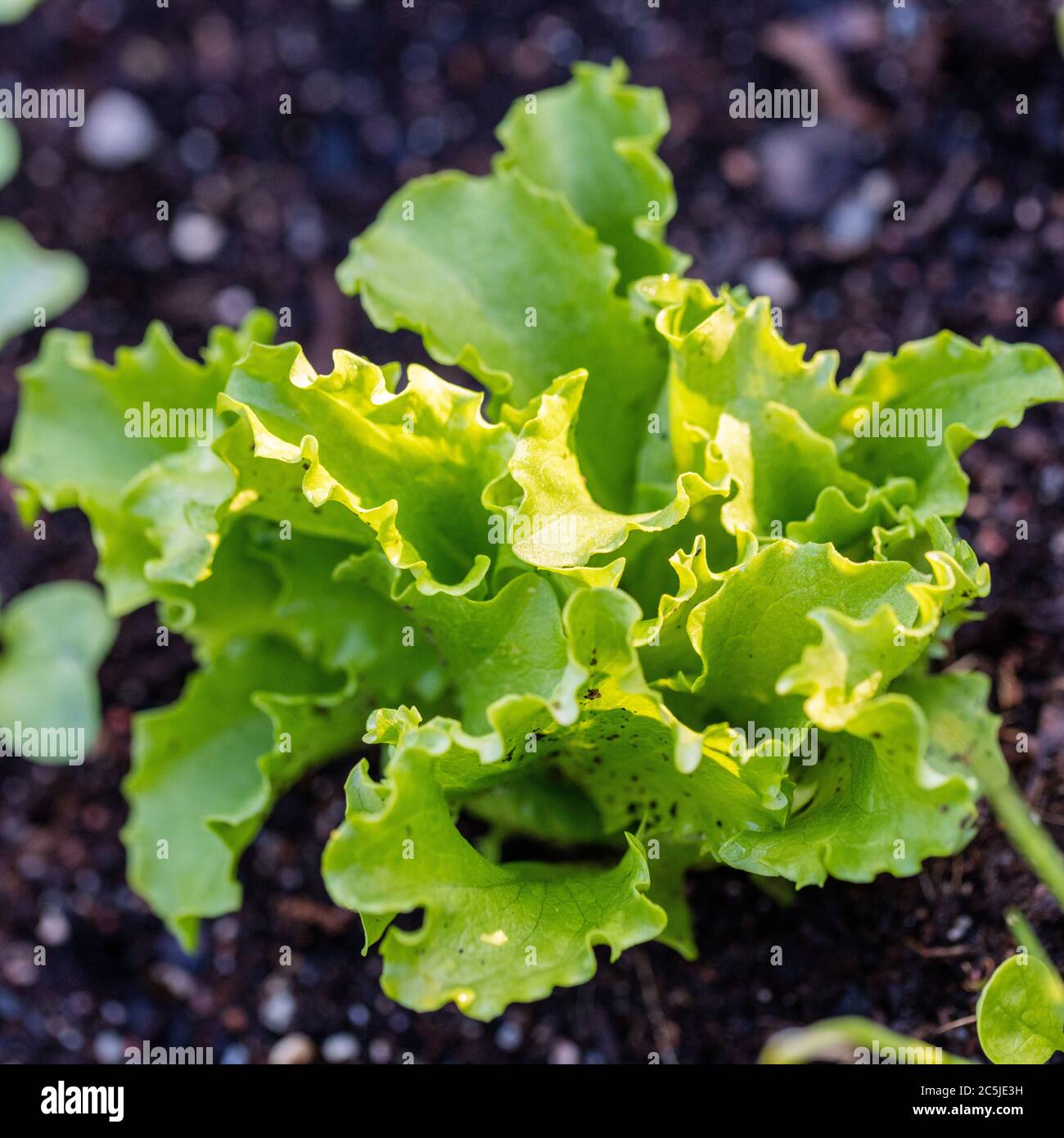 „Great Lakes 659“-Salat, Sallat (Lactuca sativa) Stockfoto