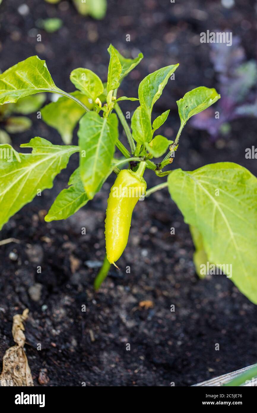 'Ungarisches gelbes Wachs heiß' Chilischote, Chilipeppar (Capsicum annuum ) Stockfoto