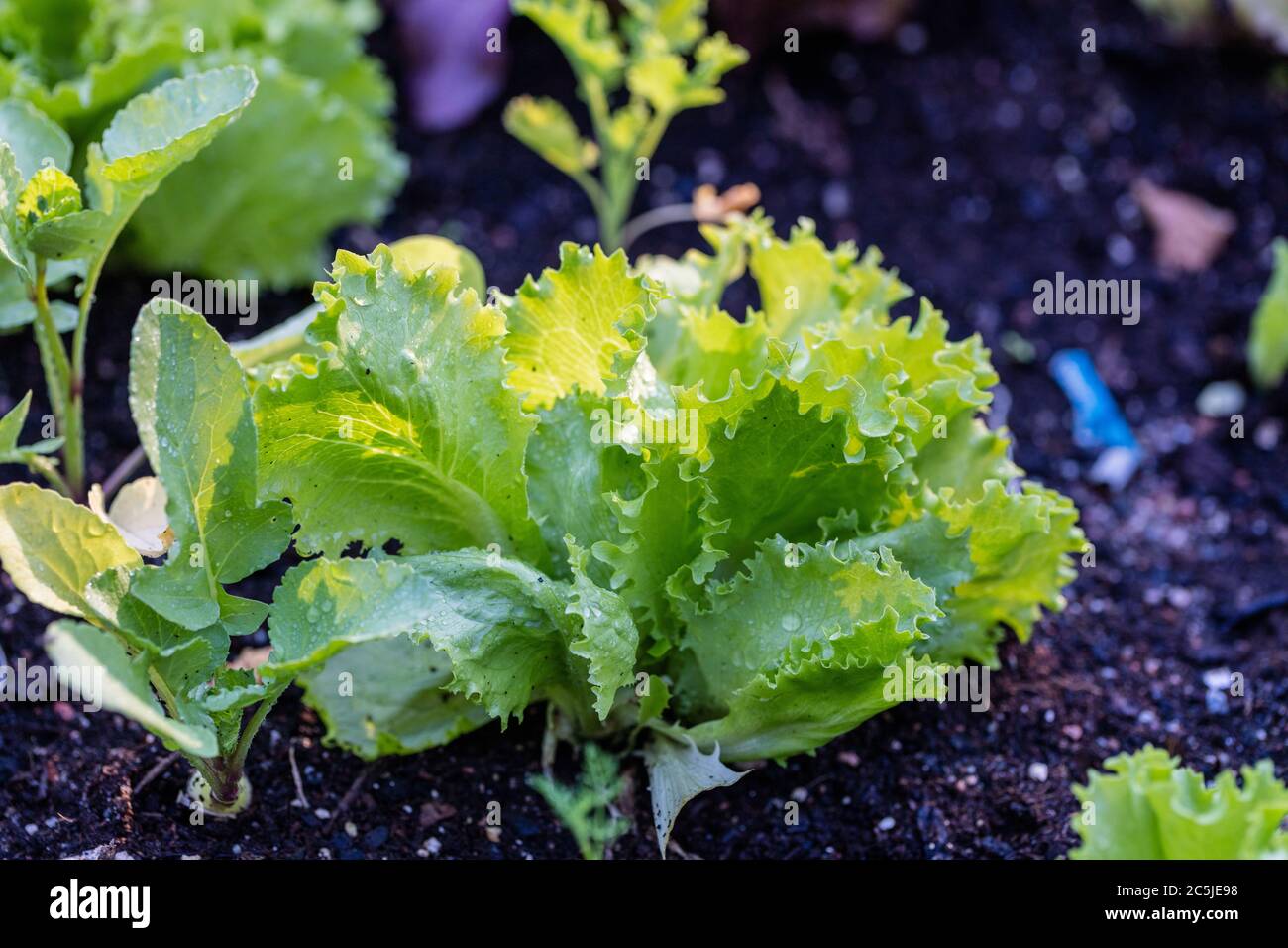 „Great Lakes 659“-Salat, Sallat (Lactuca sativa) Stockfoto