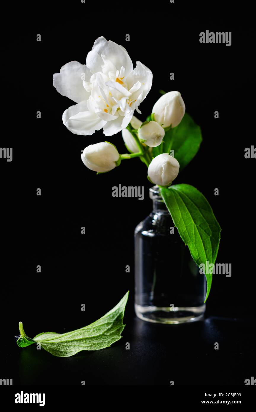 Stillleben, Jasminblüte in einer Glasflasche auf schwarzem Hintergrund Stockfoto