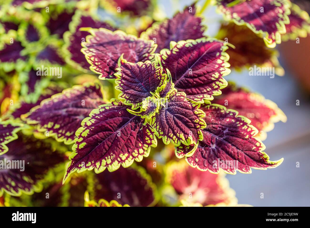 'Oxford Street' Painted Nettle, Palettblad (Solenostemon scutellarioides) Stockfoto