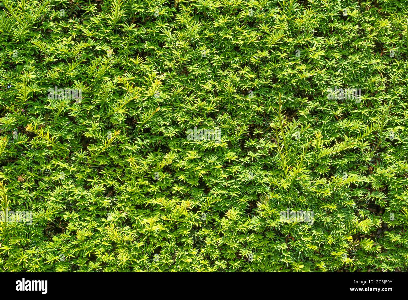 Vollbilderansicht einer Eibe Hecke. Viel Hadham, Hertfordshire. GROSSBRITANNIEN Stockfoto