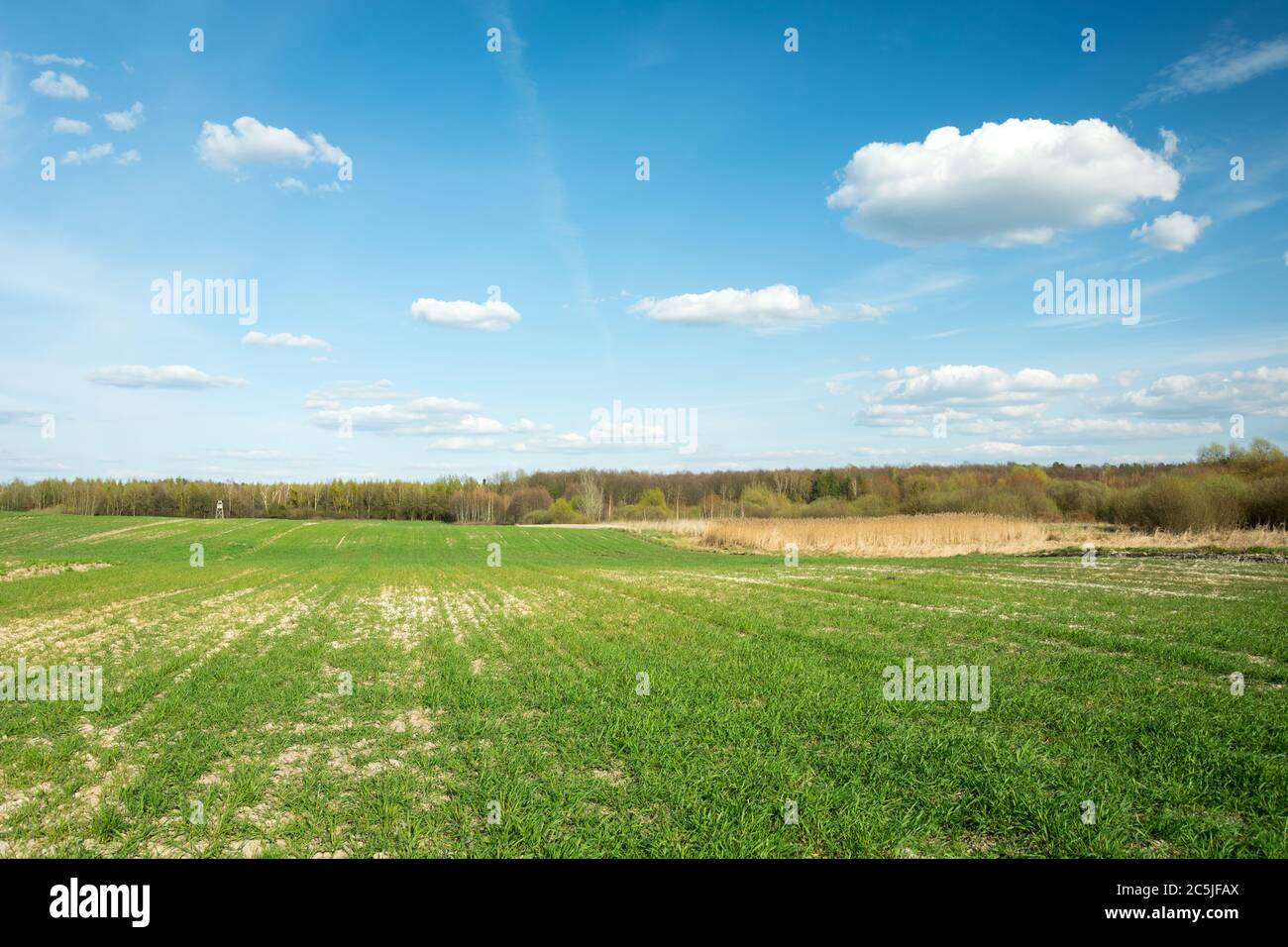 Grünes ländliches Feld, Wald und weiße Wolken am blauen Himmel Stockfoto