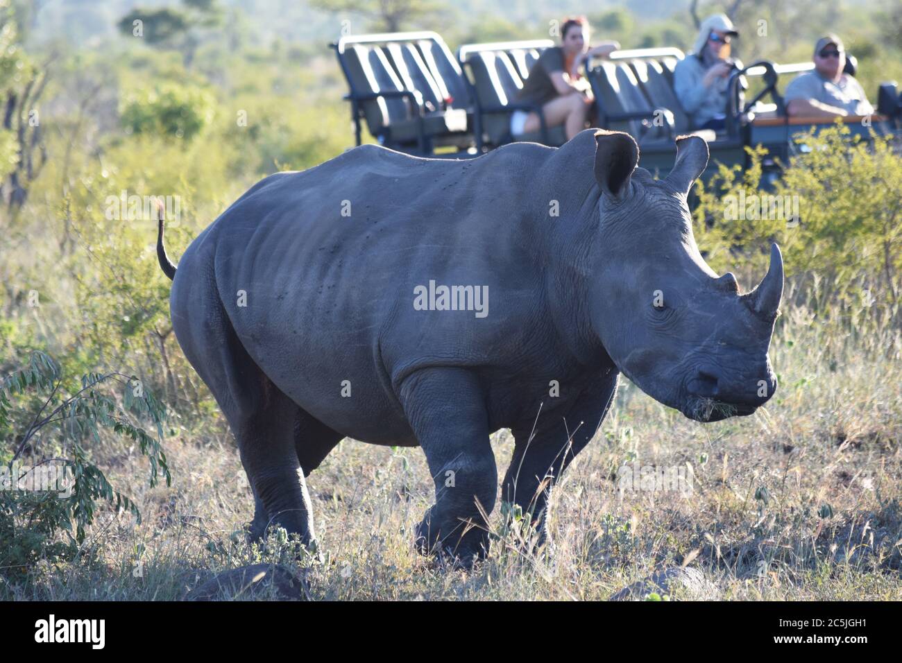 Ein Rhinoceros (Rhinocerotoidea) in der afrikanischen Savanne, der von Menschen in einem Safarifahrzeug im Sabi Sand Game Reserve, Südafrika, gesehen wird. Stockfoto