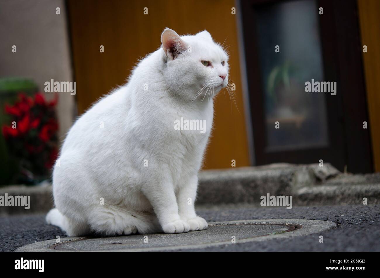 Weiße seltsame Katze sitzt auf der Straße Stockfoto