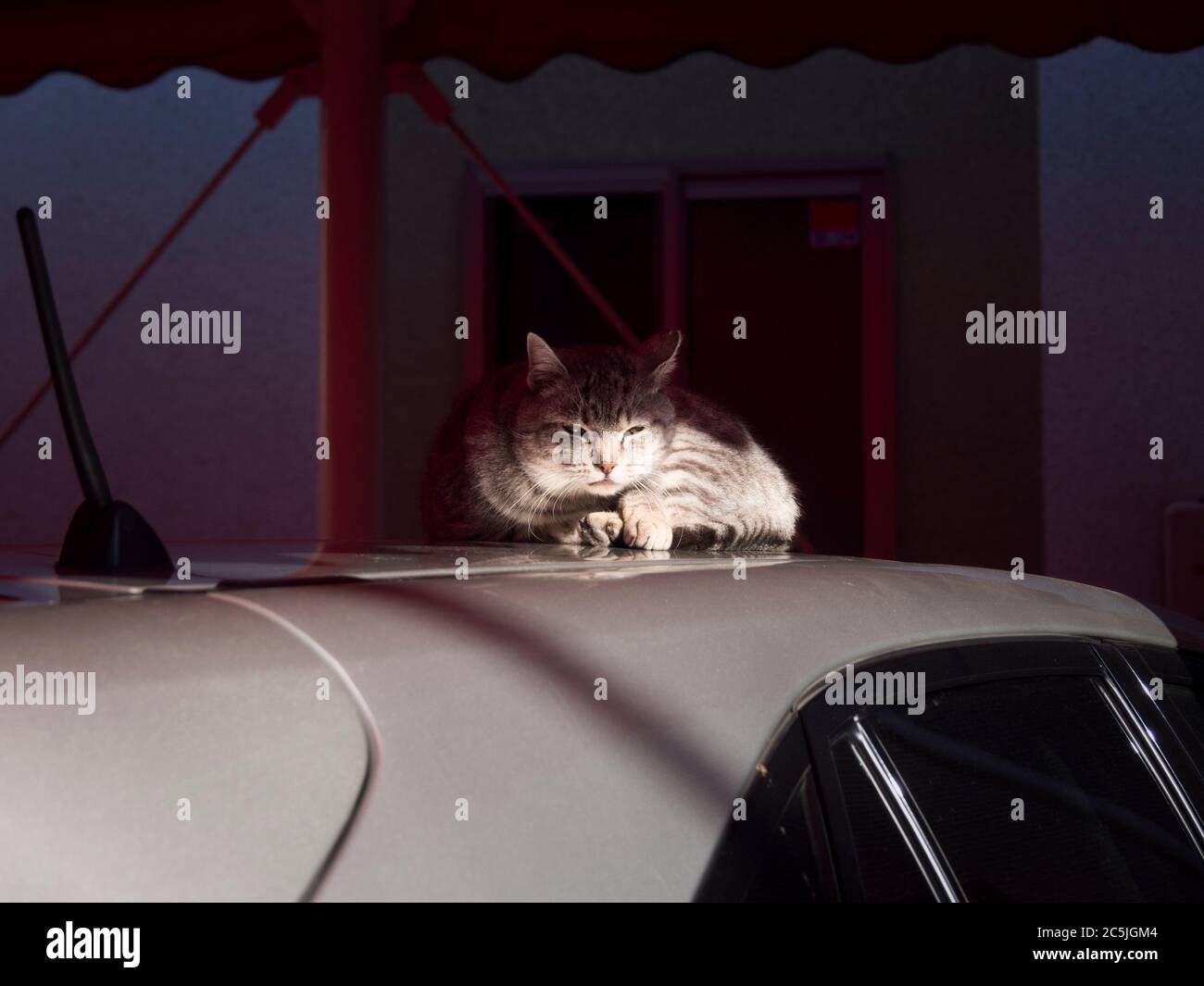 Katze auf dem Dach eines geparkten Autos entspannen Stockfoto