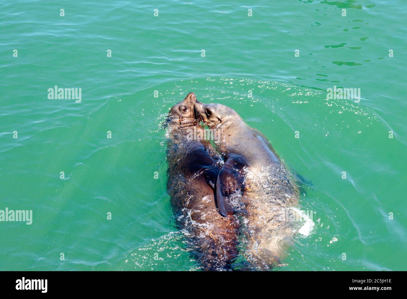 SAN FRANCISCO, CALIFORNIA, USA - 4. MAI 2019: Blick auf die Seelöwen beim Schwimmen am Pier 39 Stockfoto