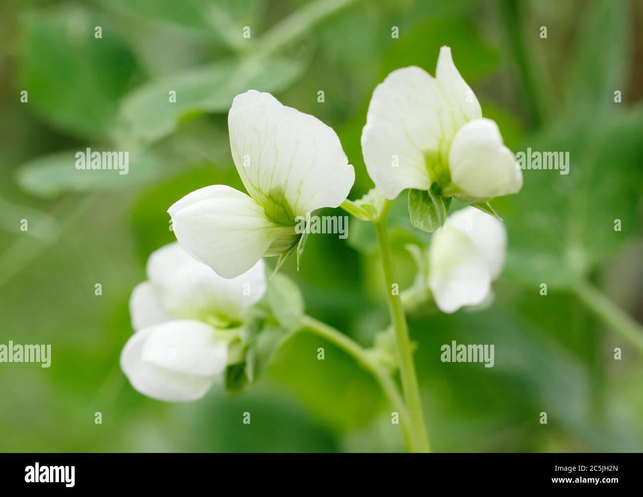 Pisum sativum. Blumen der Kelvedon Wonder Erbsenpflanze in einem englischen Küchengarten. GROSSBRITANNIEN. NGM Stockfoto