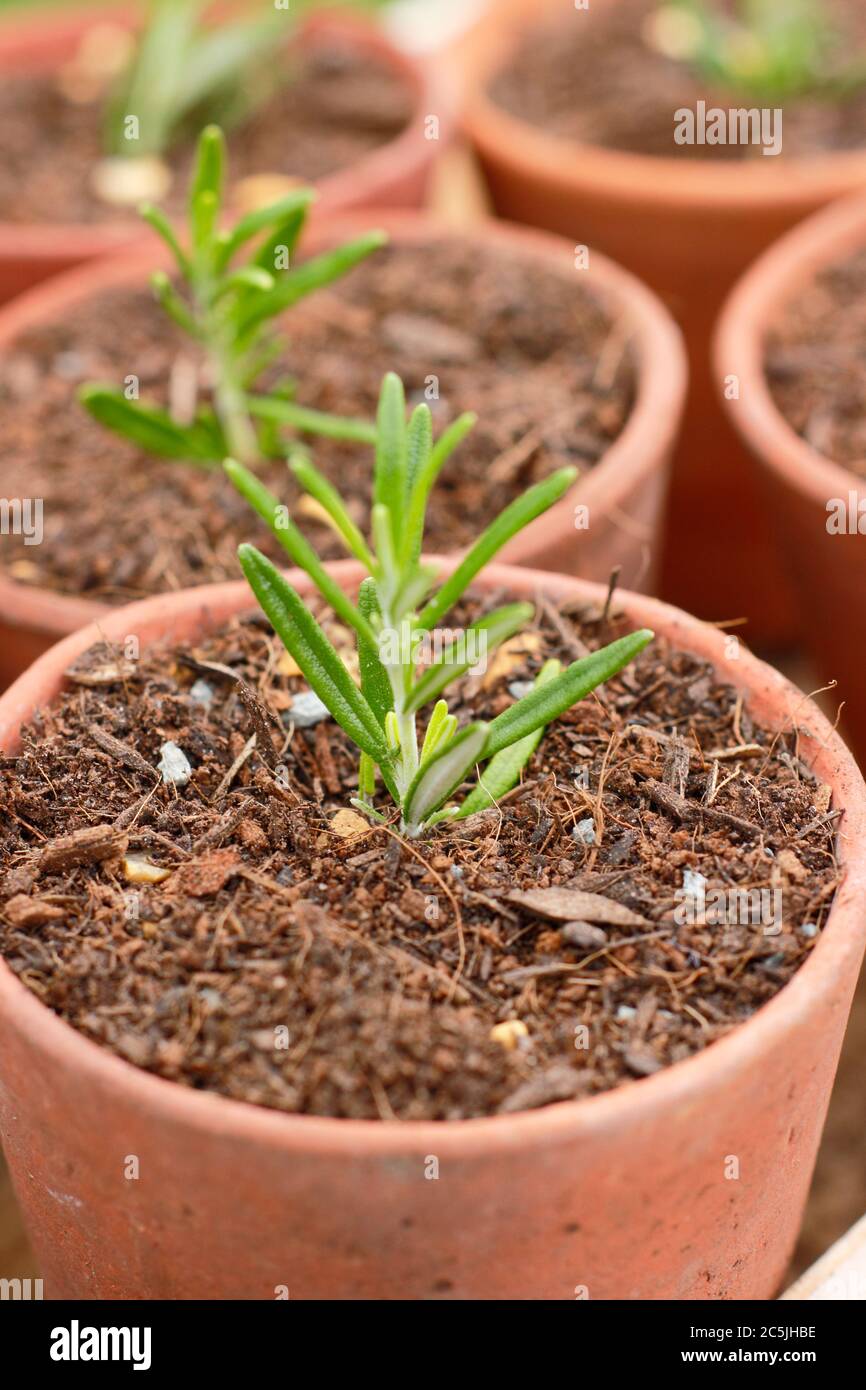 Rosmarinus officinalis. Vermehrung Rosmarinpflanzen aus Stecklingen durch die Platzierung in einem körnigen Kompost Mischung in Töpfen vor der Platzierung in einem geschützten Ort Stockfoto