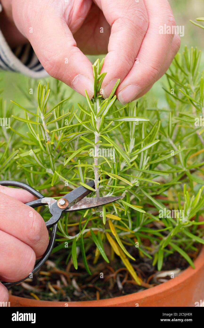 Rosmarinus officinalis. Vermehrung von Rosmarinpflanzen aus weichen Holzschnitten. Stockfoto
