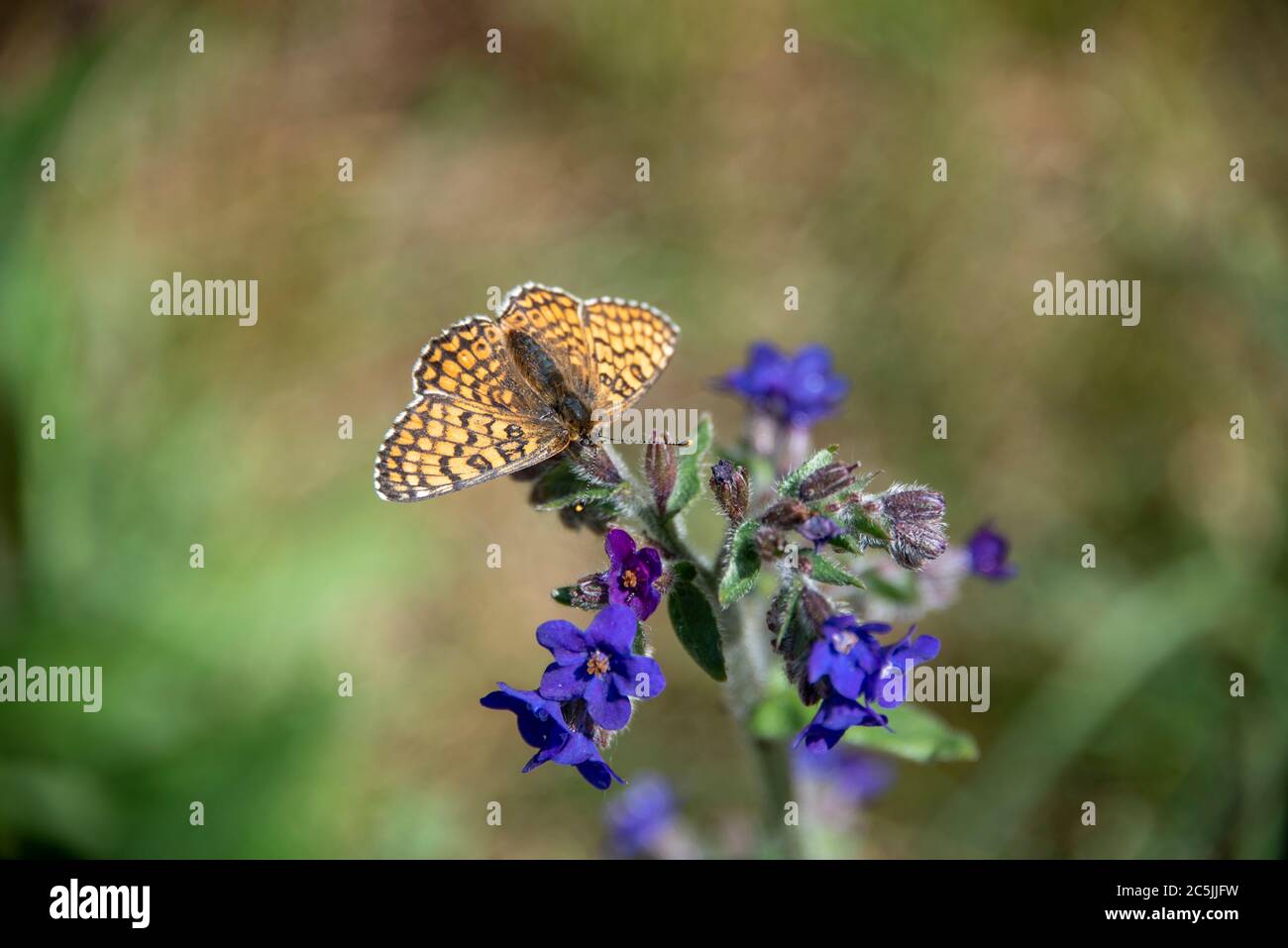 Hiddensee, Deutschland. Juni 2020. Ein 'kleiner Perlmutt-Schmetterling' (Issoria lathonia) sitzt auf einer blauen Blume. Quelle: Stephan Schulz/dpa-Zentralbild/ZB/dpa/Alamy Live News Stockfoto