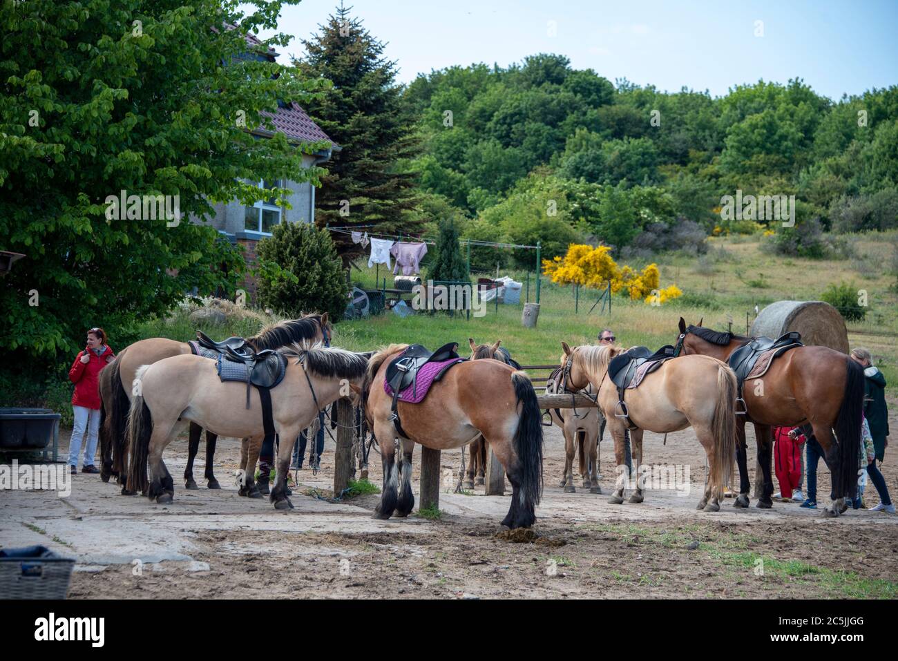 Hiddensee, Deutschland. Juni 2020. Pferde stehen in einem Kloster nebeneinander. Von hier aus reisen Urlauber in Kutschen über die Insel. Quelle: Stephan Schulz/dpa-Zentralbild/ZB/dpa/Alamy Live News Stockfoto