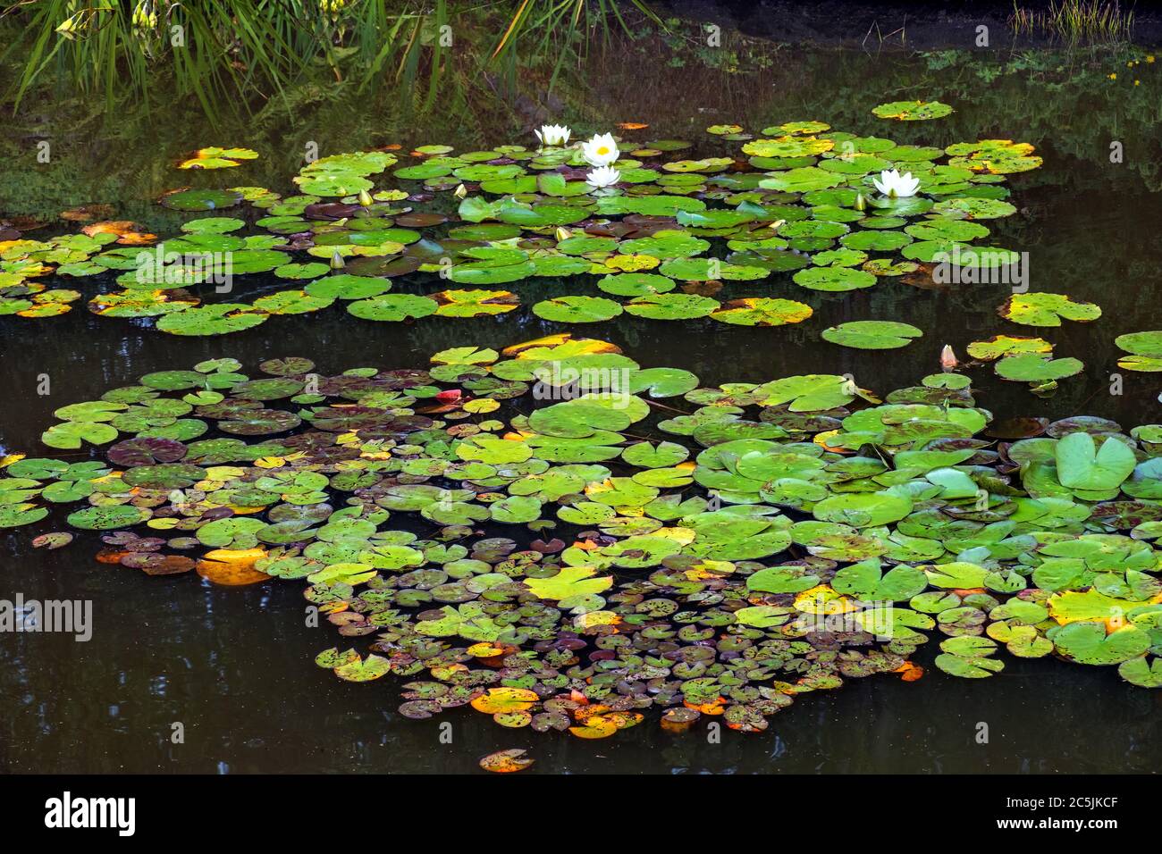 Seerosenpflanzen Blumen und Pflasterchen lateinische Nymphaeaceae