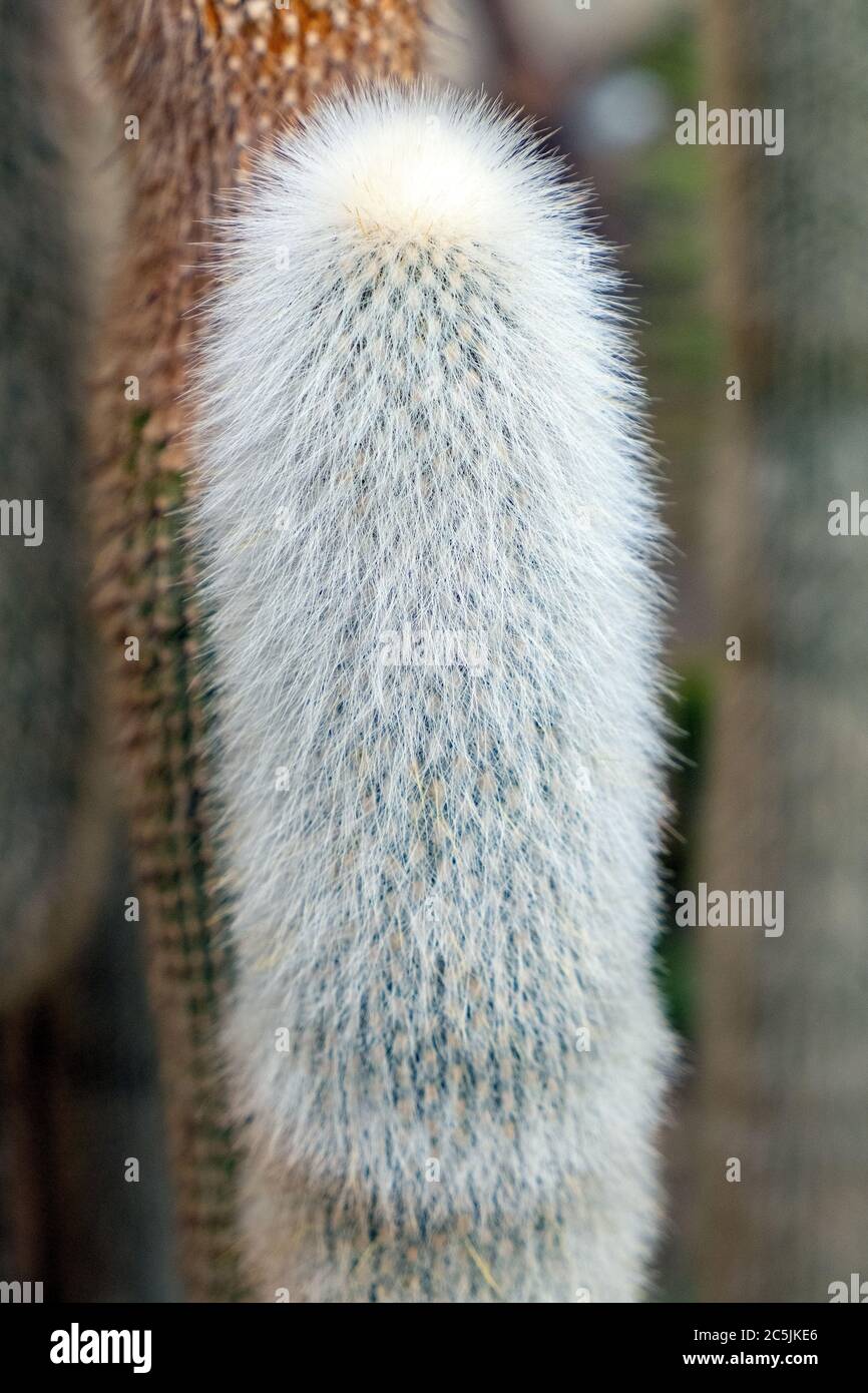 Kaktusanlage mit Silberbrenner - lateinischer Cleistocactus strausii - bekannt als Silberbrenner oder Wooly-Fackel, heimisch im gebirgigen Bolivien, im botanischen Garten Stockfoto