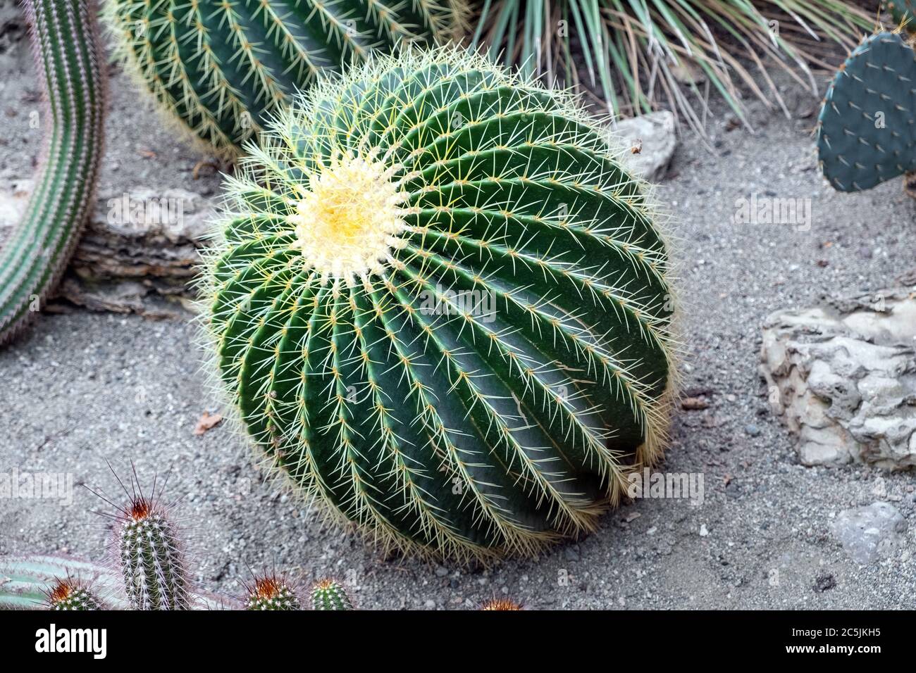 Kaktuspflanze aus Igel - latein Echinopsis tubiflora - stammt aus  Argentinien, in einem botanischen Garten sdamerikanischen Ausstellung  Stockfotografie - Alamy