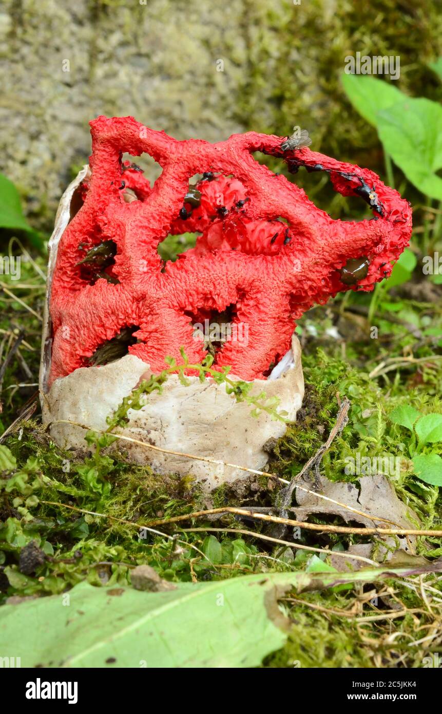 Clathrus ruber voll entwickelt, gemeinsamer Name Hexenkern, roter Käfig oder roter Laternenpilz, außergewöhnlich und schön, aber stinkend und ungenießbar, üblich Stockfoto